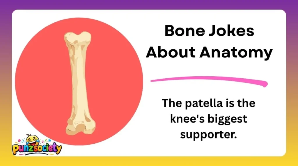 Bone Jokes About Anatomy